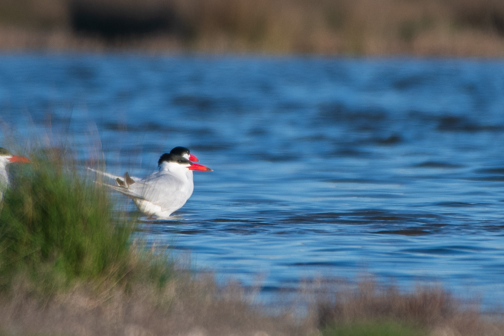 Caspian Tern