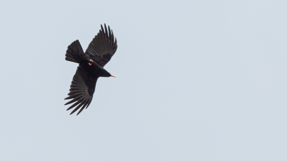 Red-billed Chough