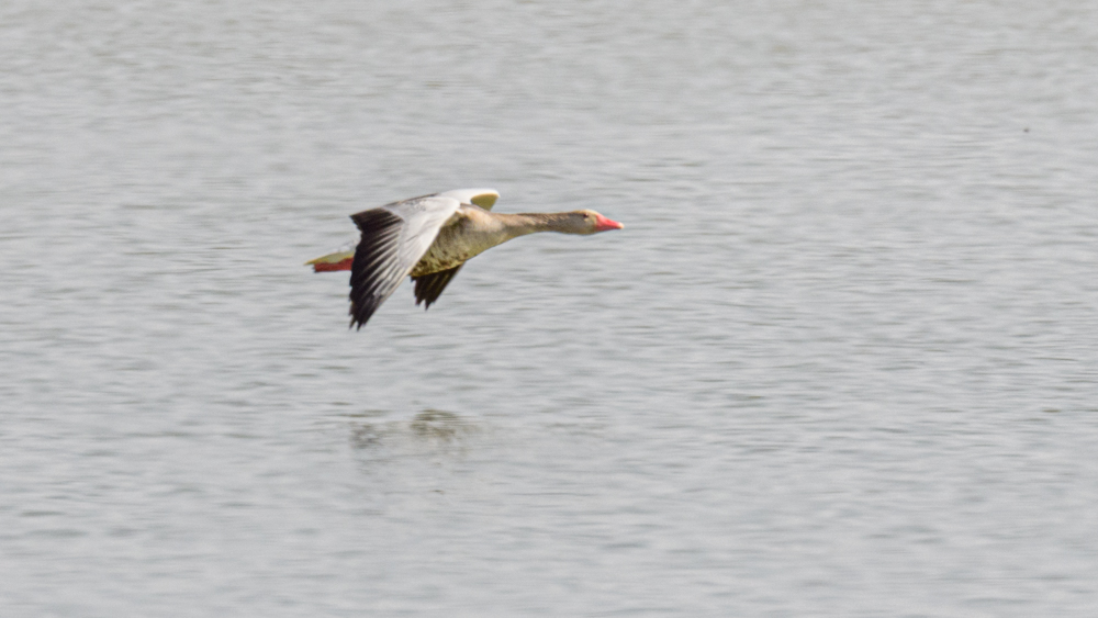 Greylag Goose