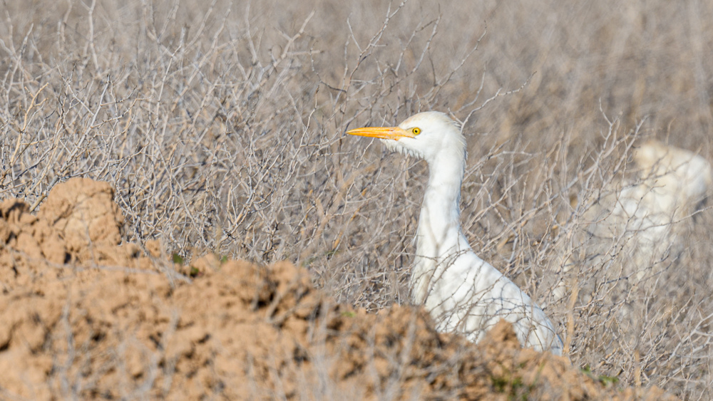 Western Cattle Egret