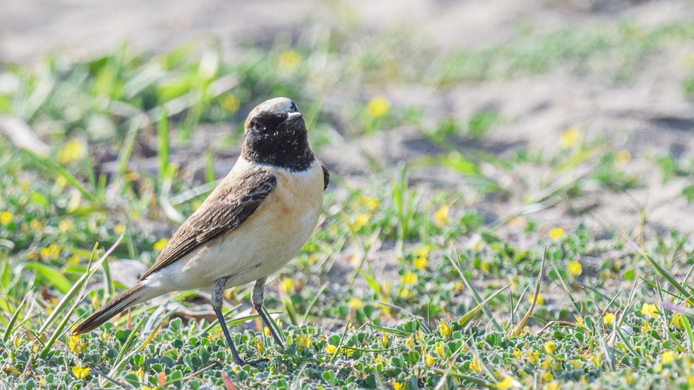Black-eared Wheatear