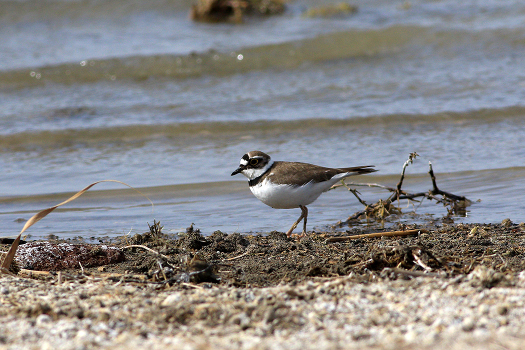 Little Ringed Plover