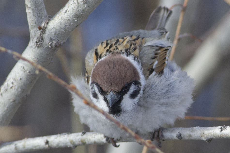 Eurasian Tree Sparrow