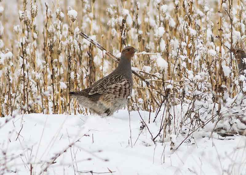 Grey Partridge