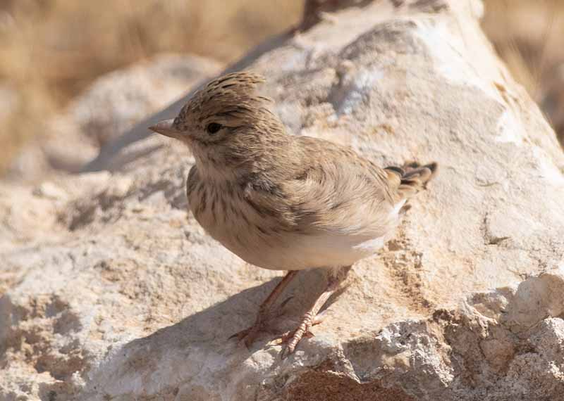 Turkestan Short-toed Lark