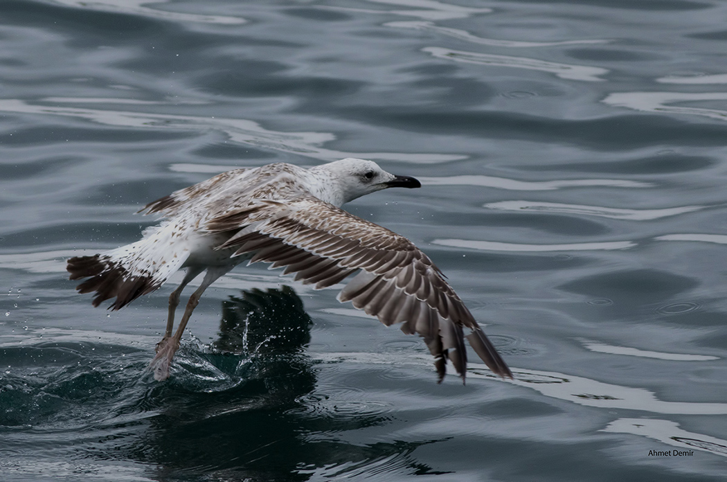 Armenian Gull