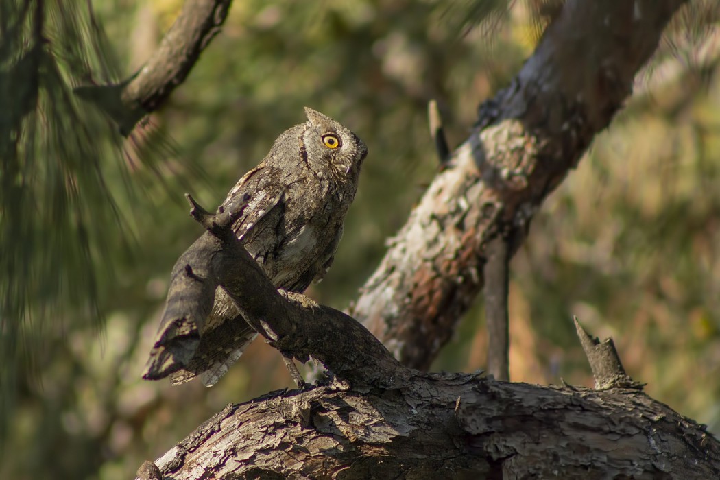 Eurasian Scops Owl