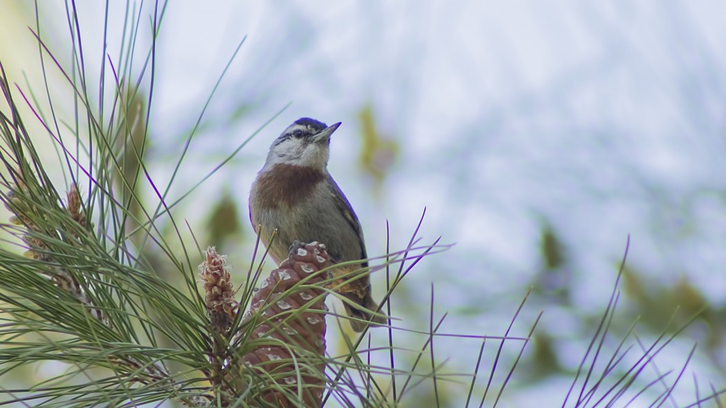 Krüper`s Nuthatch