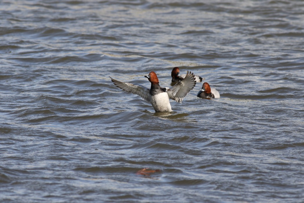 Common Pochard