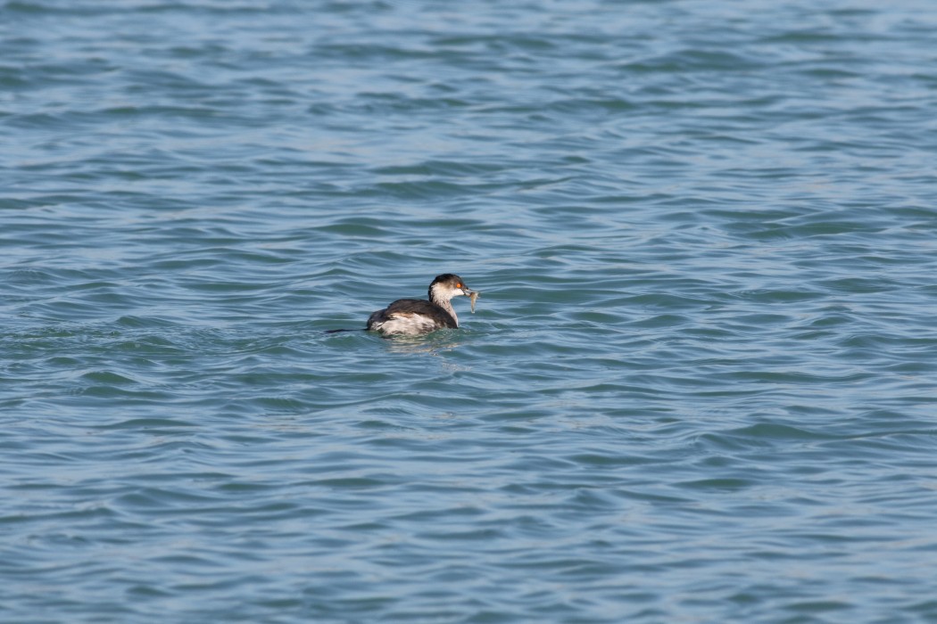 Black-necked Grebe