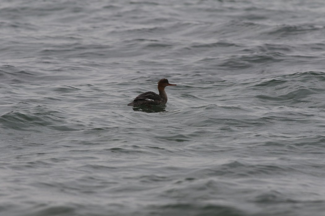 Red-breasted Merganser