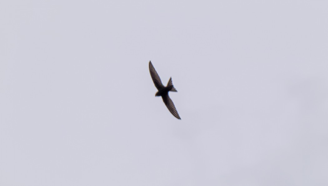 Pallid Swift