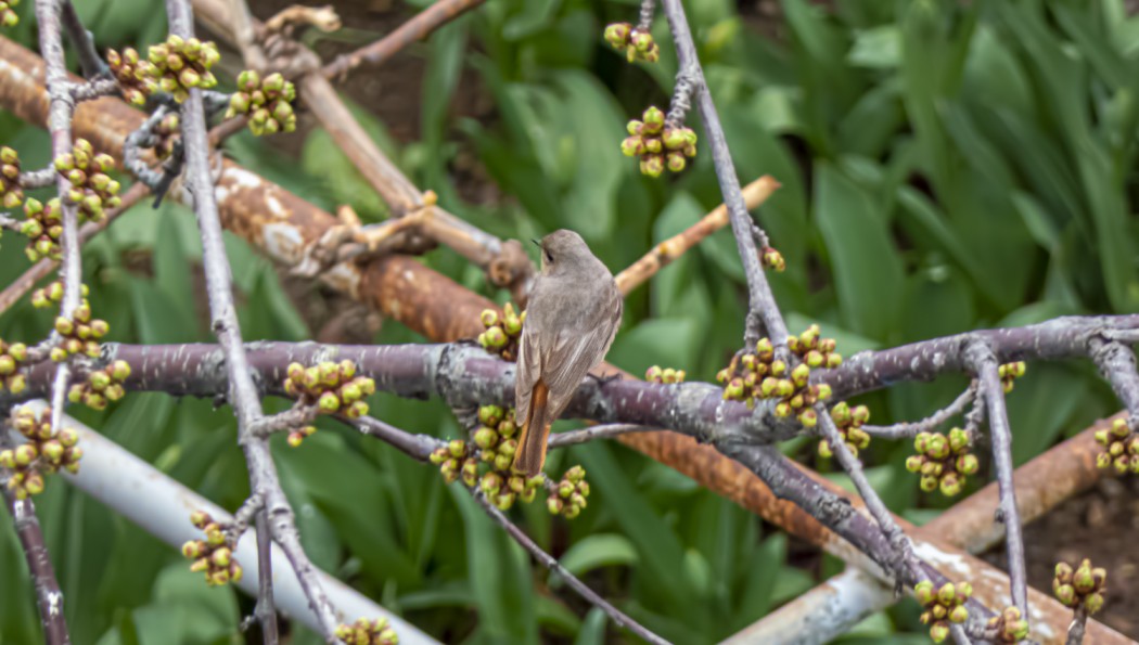 Black Redstart