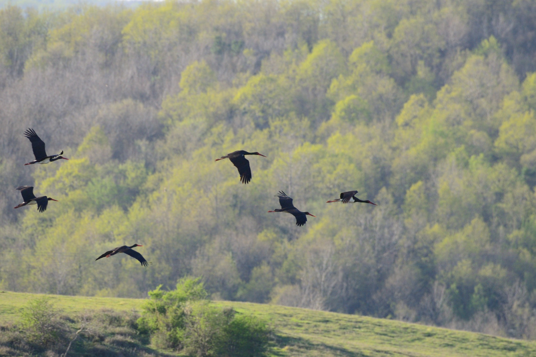 Black Stork