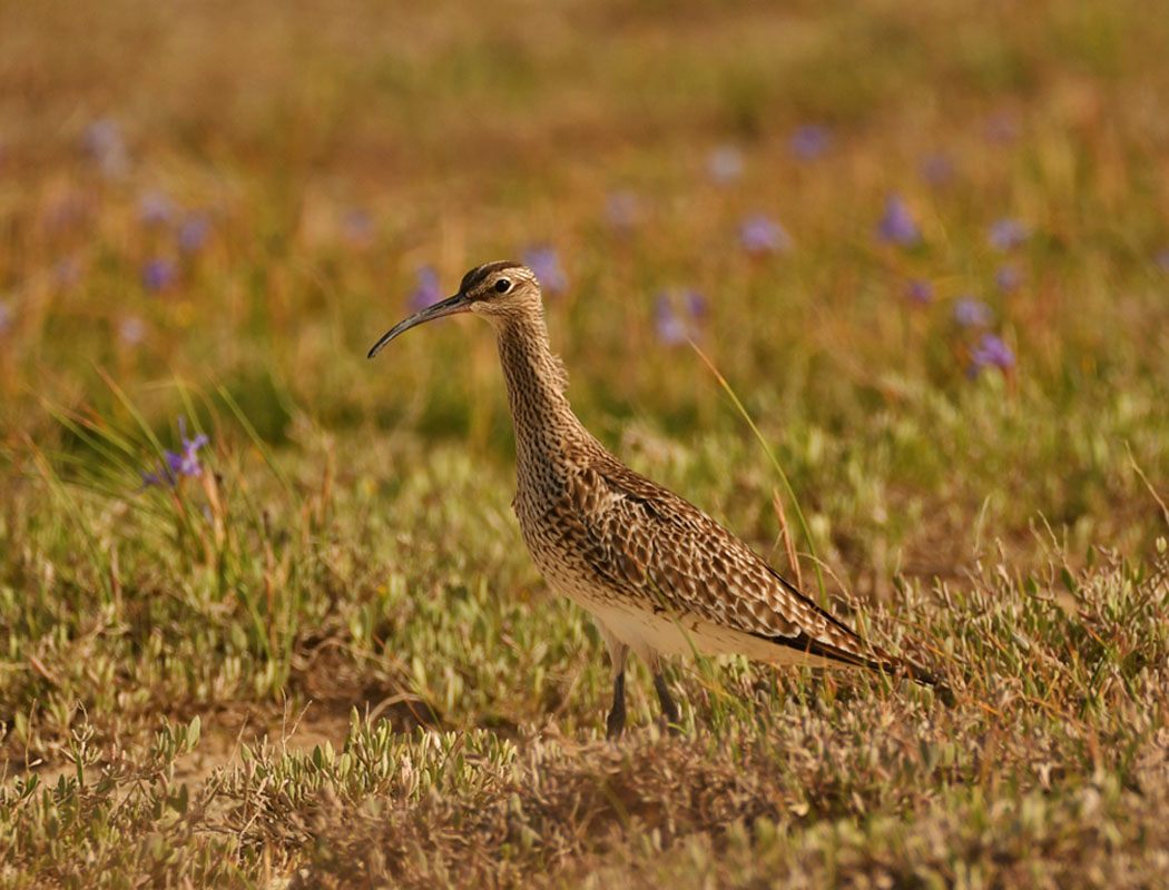 Eurasian Whimbrel