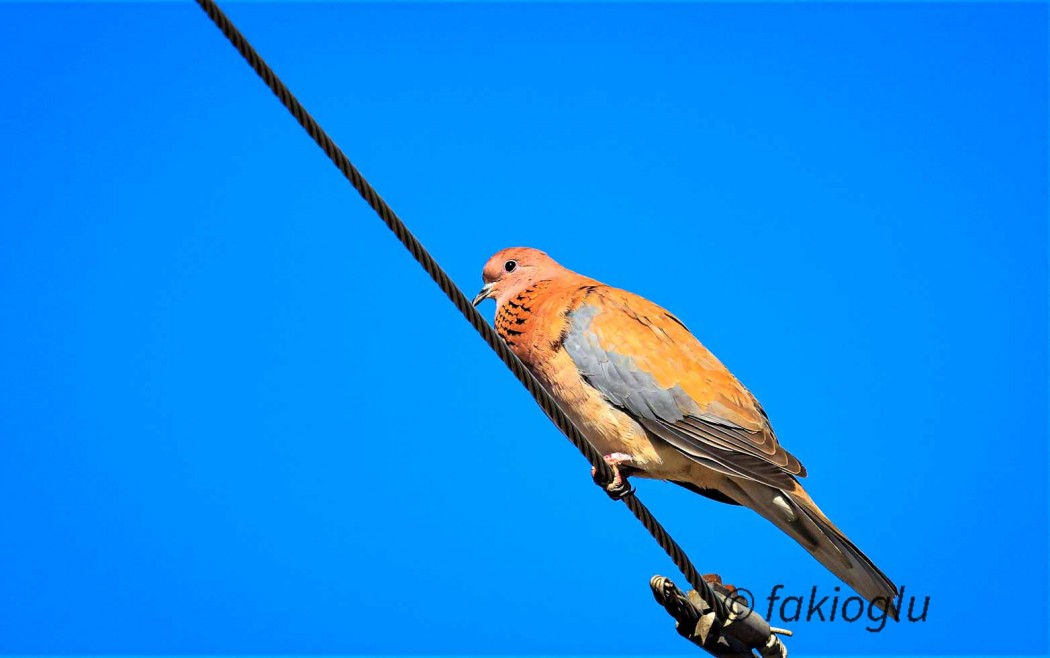 Laughing Dove