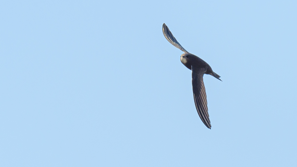 Common Swift