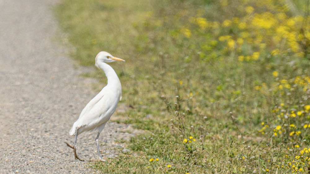 Western Cattle Egret