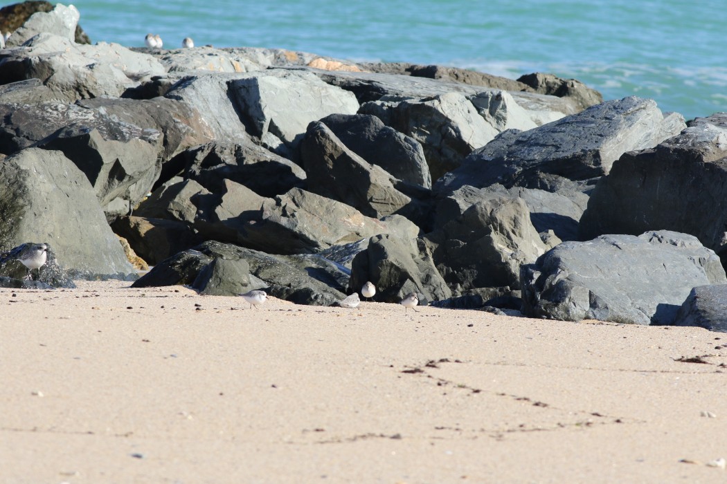 Sanderling