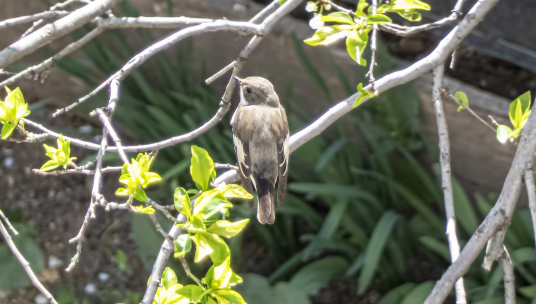European Pied Flycatcher