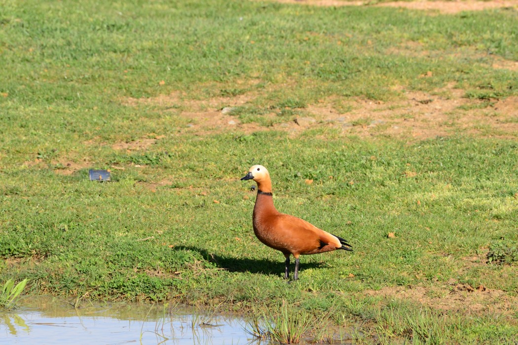 Ruddy Shelduck