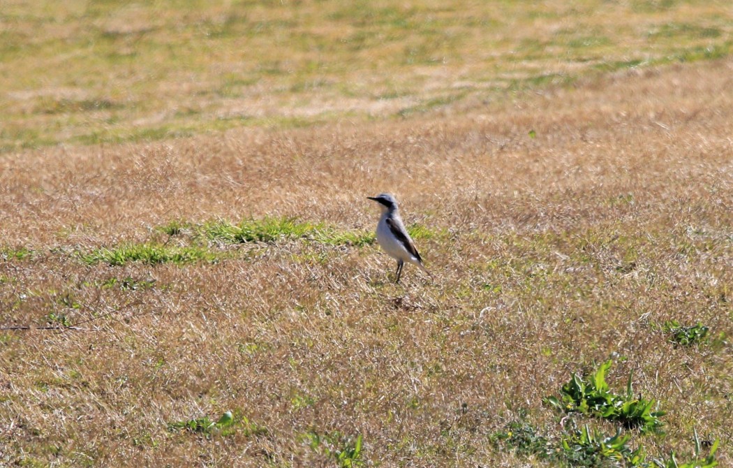 Northern Wheatear