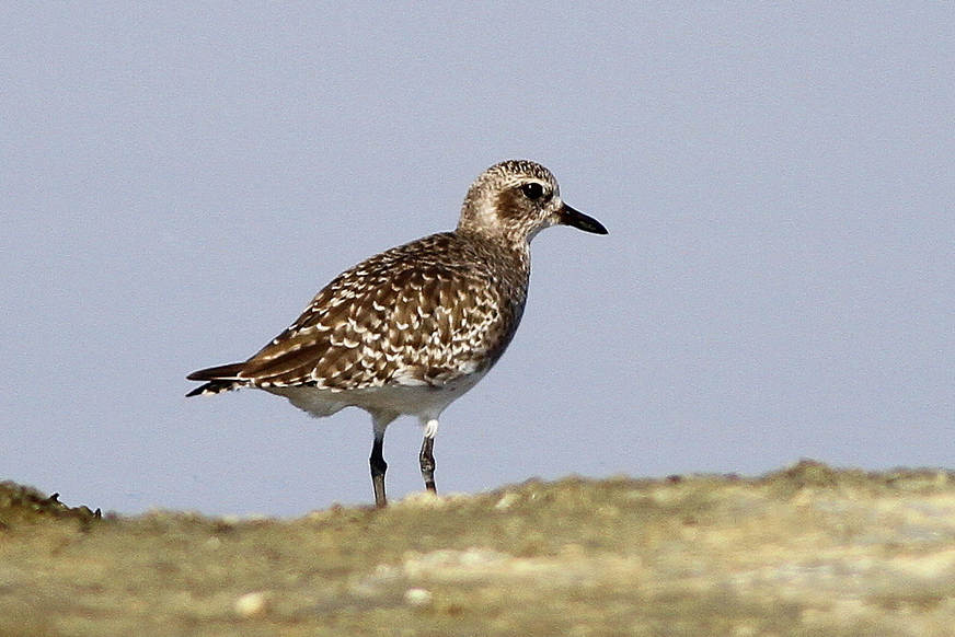 Grey Plover