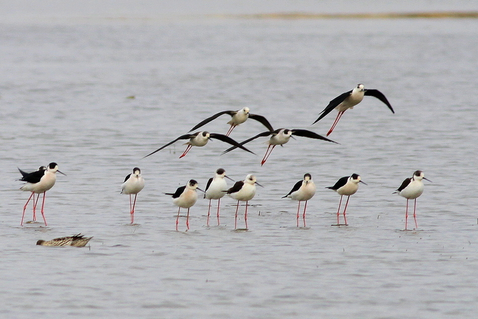 Black-winged Stilt