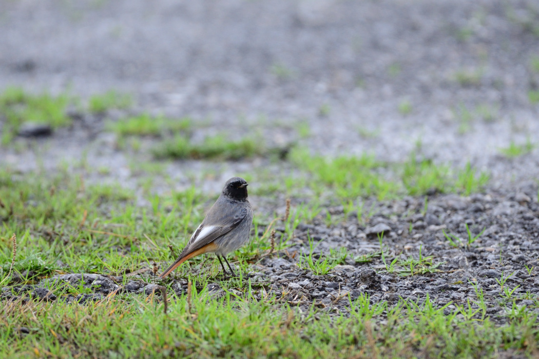 Black Redstart
