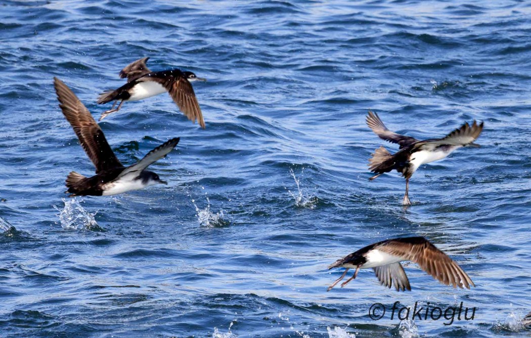 Yelkouan Shearwater
