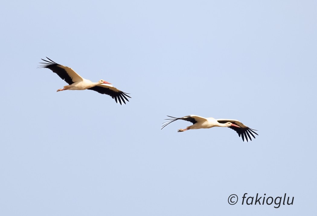 White Stork