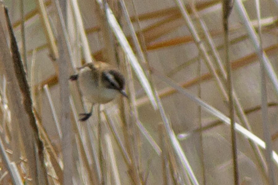 Moustached Warbler