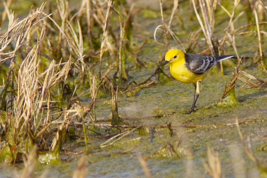 Citrine Wagtail