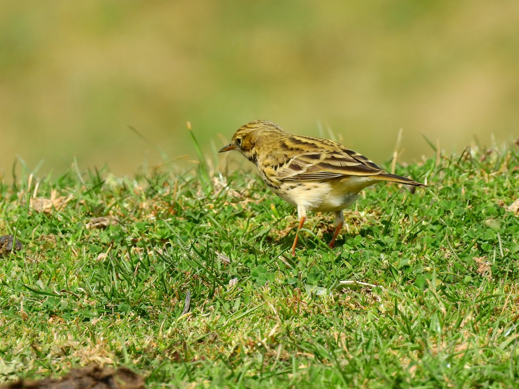 Meadow Pipit