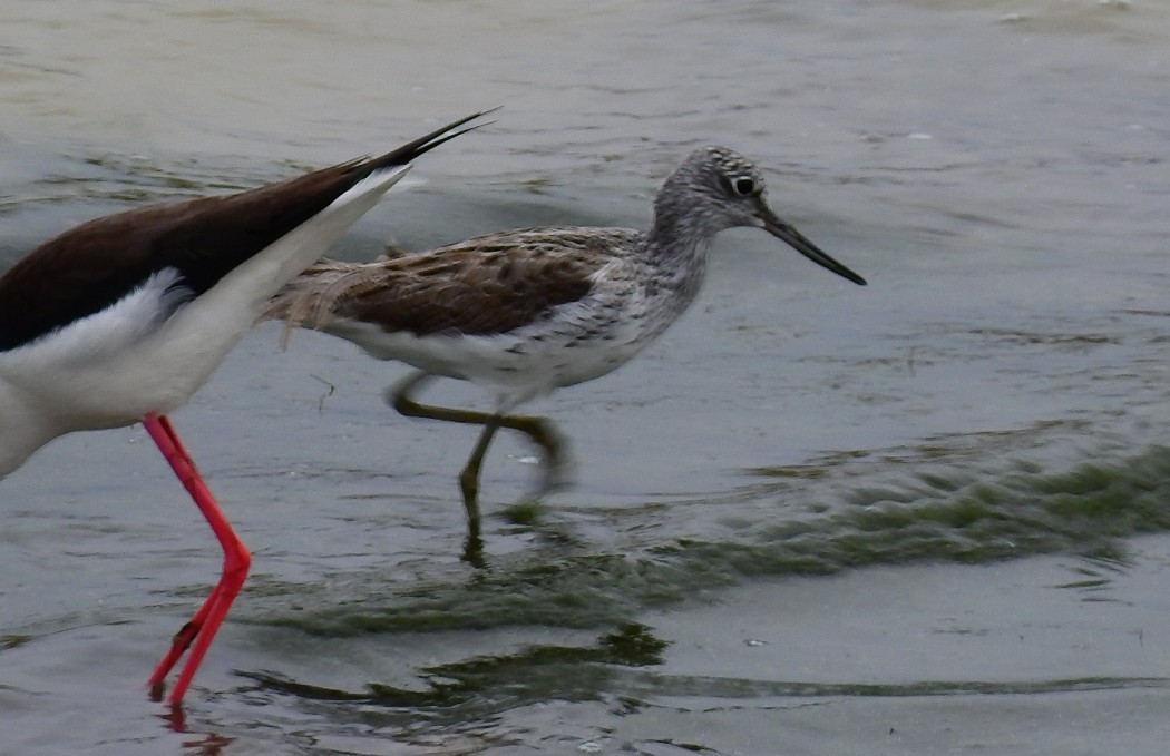 Common Greenshank