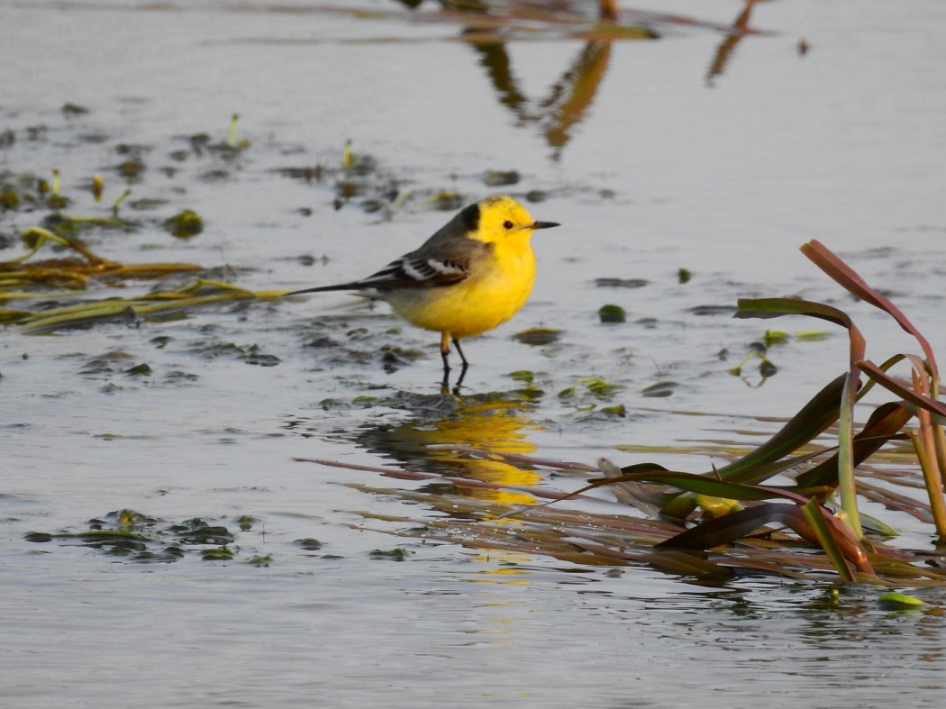 Citrine Wagtail