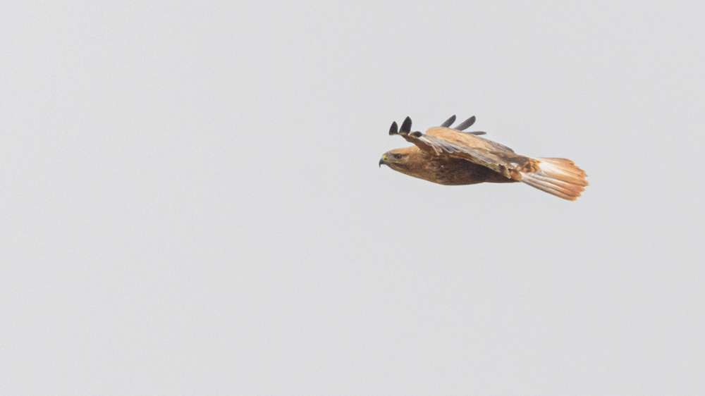 Long-legged Buzzard