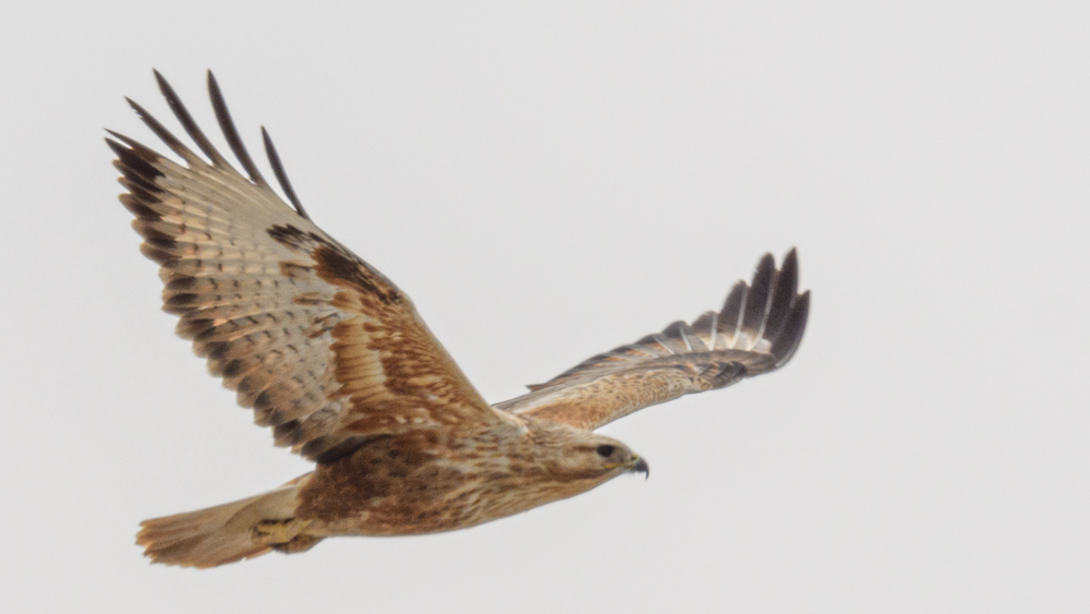 Long-legged Buzzard