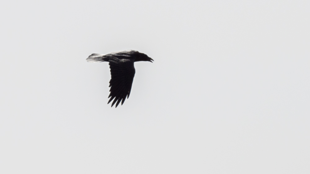 Northern Raven