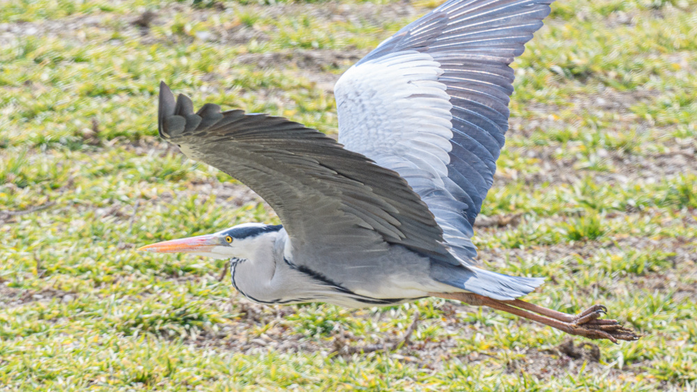 Grey Heron