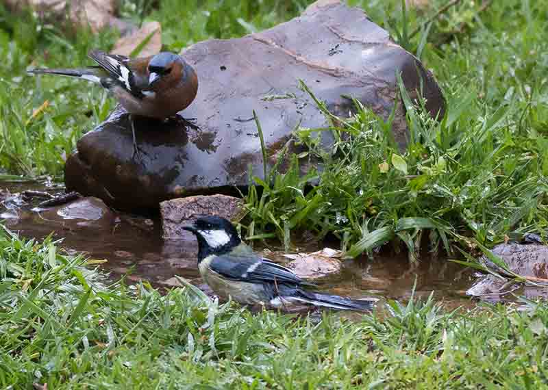 Great Tit