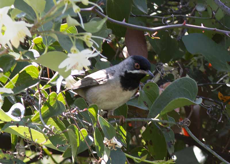 Rüppell`s Warbler