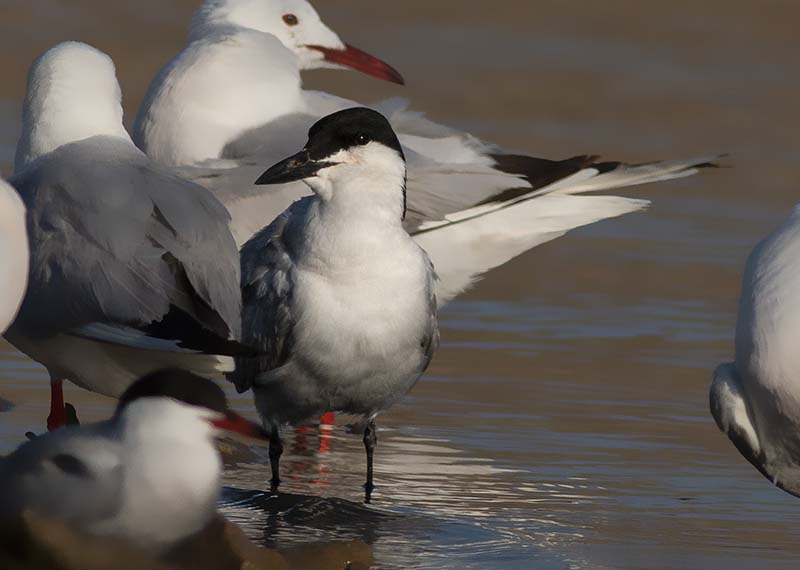 Gull-billed Tern