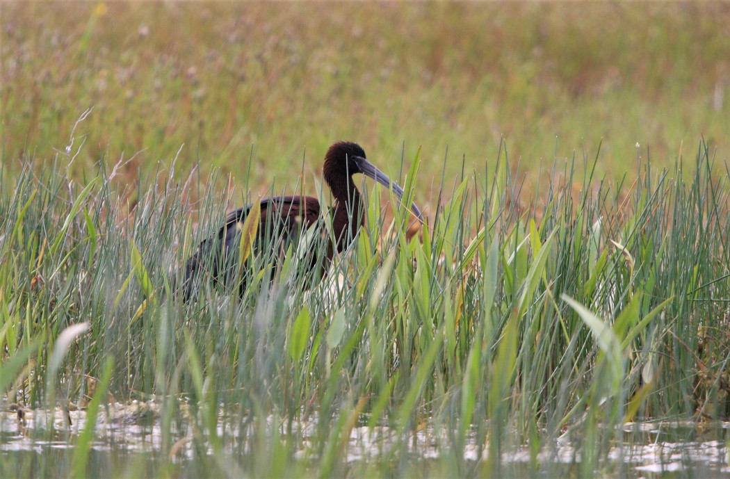Glossy Ibis