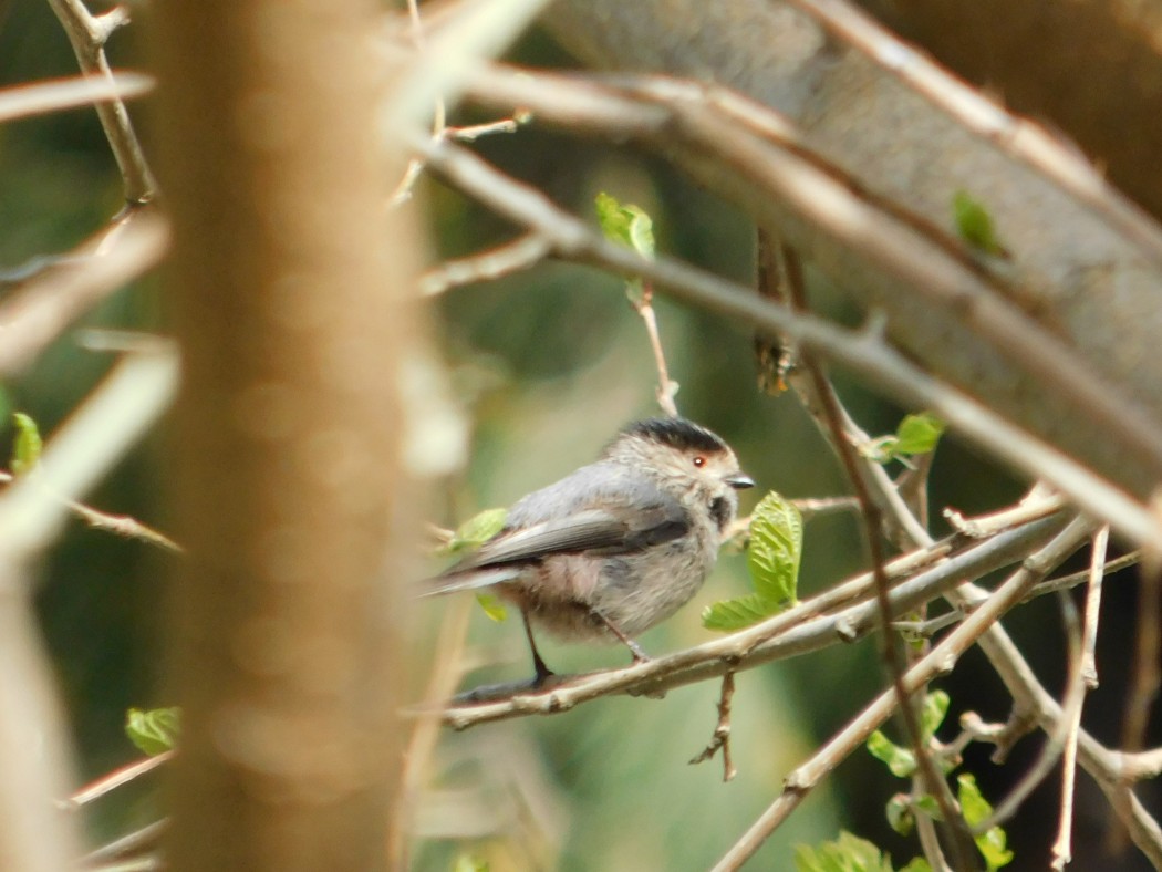 Long-tailed Tit