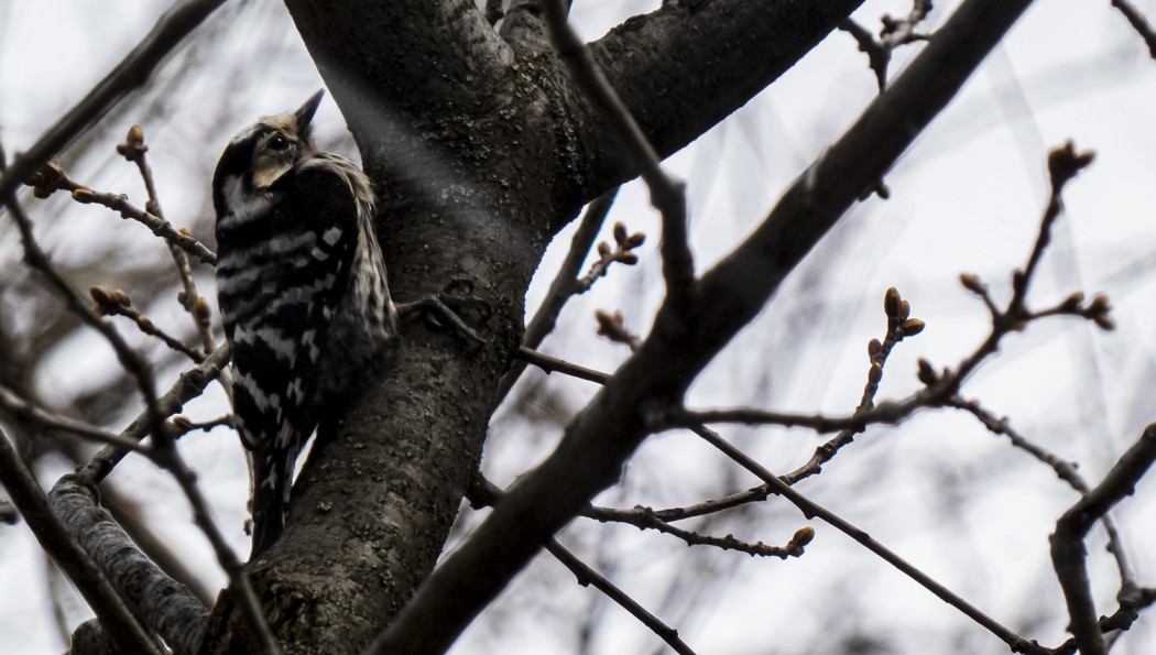Lesser Spotted Woodpecker