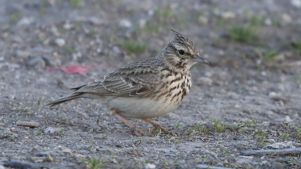 Crested Lark