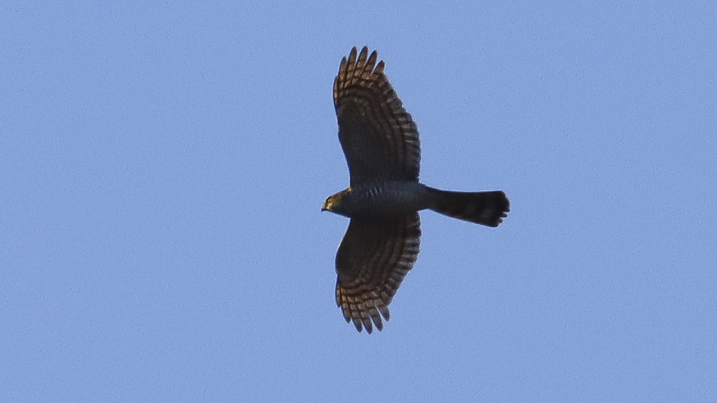 Eurasian Sparrowhawk