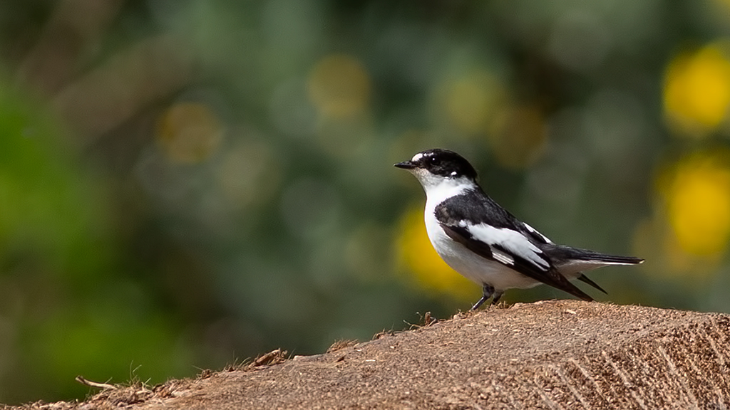 Semicollared Flycatcher