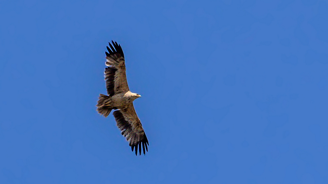 Eastern Imperial Eagle